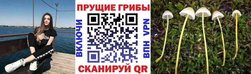 Галлюциногенные грибы Psilocybine cubensis  ссылка на мегу ССЫЛКА  Тырныауз 